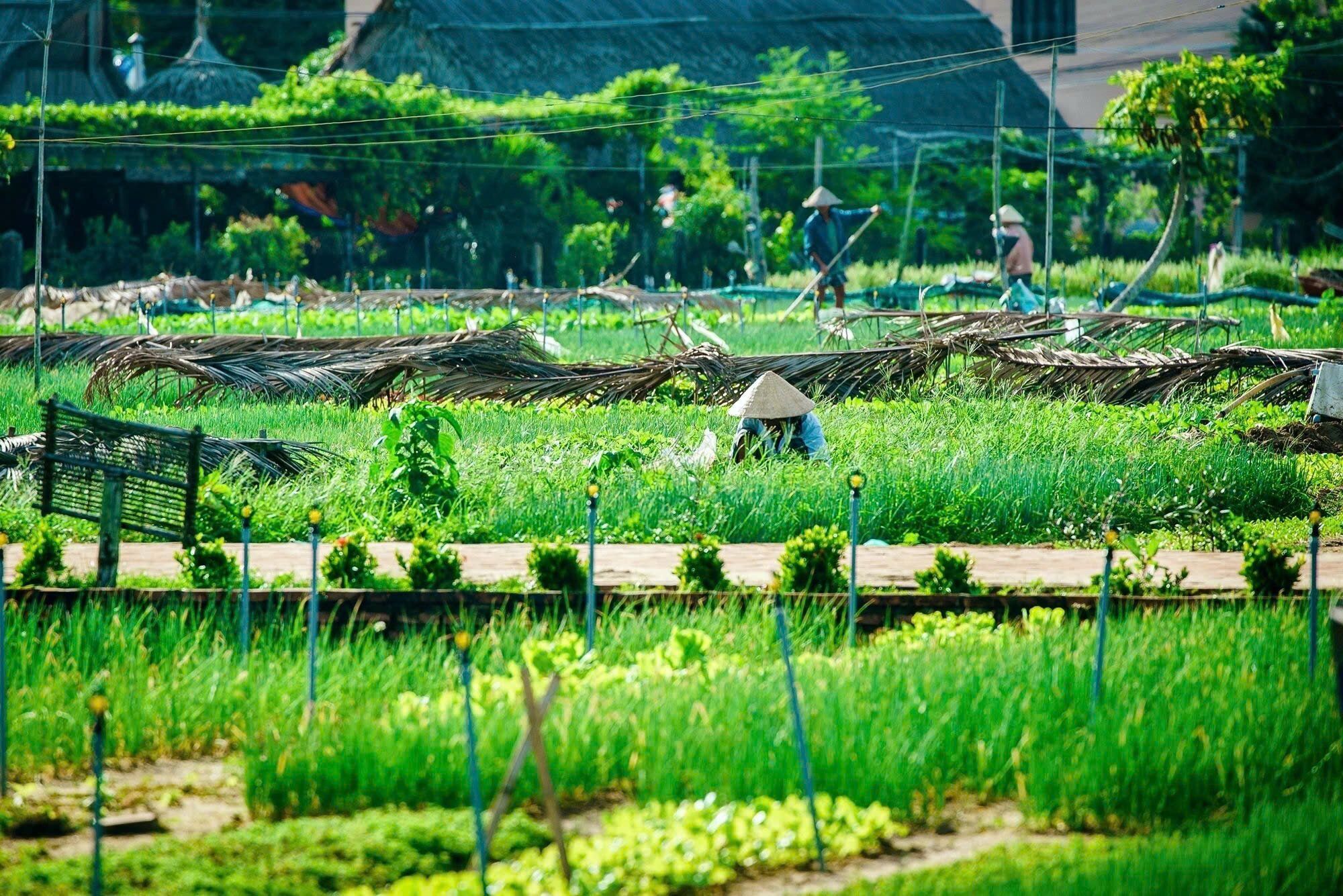 Tra Que Herb Village - Nature’s pharmacy in the heart of Vietnam